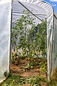 Plastic greenhouse for growing tomatoes, a longère (traditional dwelling), surrounded by a flower garden, Ille-et-Vilaine (35), Brittany, France