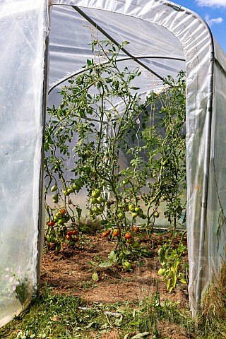 Plastic_greenhouse_for_growing_tomatoes_a_longre_traditional_dwelling_surrounded_by_a_flower_garden_