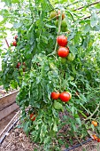 Cultivation of tomatoes sp. and eggplant (Solanum melongena), in greenhouse, Rocambole gardens, Artistic vegetable and botanical gardens in organic farming, A meeting between art and Nature, La Lande aux Pitois, Corps Nuds, Ille-et-Vilaine (35), Brittany, France