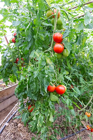 Cultivation_of_tomatoes_sp_and_eggplant_Solanum_melongena_in_greenhouse_Rocambole_gardens_Artistic_v