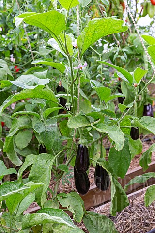 Cultivation_of_tomatoes_sp_and_eggplant_Solanum_melongena_in_greenhouse_Rocambole_gardens_Artistic_v