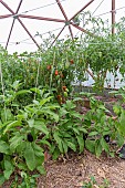 Cultivation of tomatoes sp. and eggplant (Solanum melongena), in greenhouse, Rocambole gardens, Artistic vegetable and botanical gardens in organic farming, A meeting between art and Nature, La Lande aux Pitois, Corps Nuds, Ille-et-Vilaine (35), Brittany, France