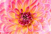 Two-coloured dahlia in bloom in a garden, summer, Pas de Calais, France