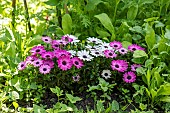 Cape Daisy (Osteospermum sp) in bloom in a garden, spring, Pas de Calais, France