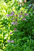 Common columbine (Aquilegia vulgaris) in bloom in a garden, spring, Pas de Calais, France