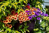 Hybrid Petunia in bloom in a hanging tree, spring, Pas de Calais, France