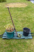 Splitting an Agapanthus (Agapanthus sp) at spring, France