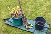 Splitting an Agapanthus (Agapanthus sp) at spring, France