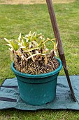 Splitting an Agapanthus (Agapanthus sp) at spring, France