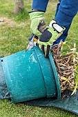 Splitting an Agapanthus (Agapanthus sp) at spring, France