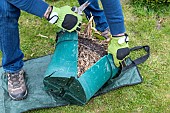 Splitting an Agapanthus (Agapanthus sp) at spring, France