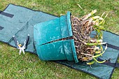 Splitting an Agapanthus (Agapanthus sp) at spring, France