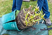 Splitting an Agapanthus (Agapanthus sp) at spring, France