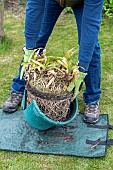 Splitting an Agapanthus (Agapanthus sp) at spring, France