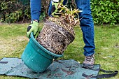 Splitting an Agapanthus (Agapanthus sp) at spring, France