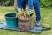 Splitting an Agapanthus (Agapanthus sp) at spring, France