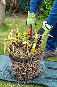 Splitting an Agapanthus (Agapanthus sp) at spring, France