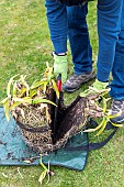 Splitting an Agapanthus (Agapanthus sp) at spring, France