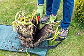 Splitting an Agapanthus (Agapanthus sp) at spring, France