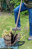 Splitting an Agapanthus (Agapanthus sp) at spring, France