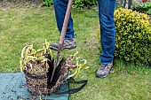 Splitting an Agapanthus (Agapanthus sp) at spring, France