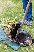 Splitting an Agapanthus (Agapanthus sp) at spring, France