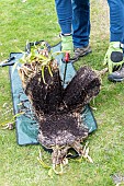 Splitting an Agapanthus (Agapanthus sp) at spring, France