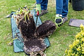 Splitting an Agapanthus (Agapanthus sp) at spring, France