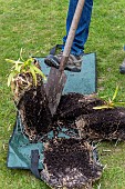 Splitting an Agapanthus (Agapanthus sp) at spring, France