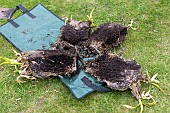 Splitting an Agapanthus (Agapanthus sp) at spring, France