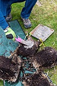 Splitting an Agapanthus (Agapanthus sp) at spring,, healing with wood ash France