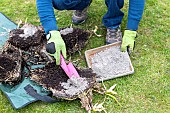 Splitting an Agapanthus (Agapanthus sp) at spring,, healing with wood ash France