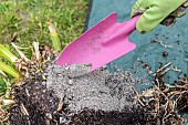 Splitting an Agapanthus (Agapanthus sp) at spring,, healing with wood ash France