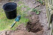 Splitting an Agapanthus (Agapanthus sp) planting, spring, France