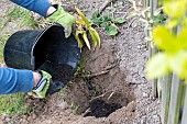 Splitting an Agapanthus (Agapanthus sp) planting, spring, France