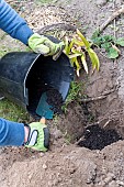 Splitting an Agapanthus (Agapanthus sp) planting, spring, France