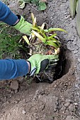 Splitting an Agapanthus (Agapanthus sp) planting, spring, France