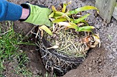 Splitting an Agapanthus (Agapanthus sp) planting, spring, France