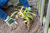 Splitting an Agapanthus (Agapanthus sp) planting, spring, France