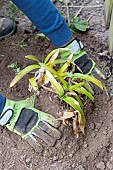 Splitting an Agapanthus (Agapanthus sp) planting, spring, France