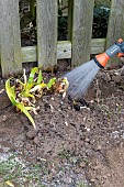 Splitting an Agapanthus (Agapanthus sp) watering, spring, France