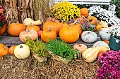 Halloween decoration: Various gourds and Chrysanthemums, autumn, Germany