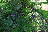 Jardin Cali Canthus, ornamental garden, decorative, visited by the public, old bicycle buried in vegetation, Saint Maurice (67220), Bas Rhin (67), Alsace, Grand Est Region, France