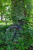Jardin Cali Canthus, ornamental garden, decorative, visited by the public, old bicycle buried in vegetation, Saint Maurice (67220), Bas Rhin (67), Alsace, Grand Est Region, France