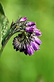 Comfrey (Symphytum officinale), flow, garden, Belfort, Territoire de Belfort, France