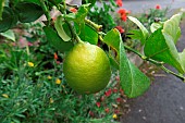 Lemon (Citrus x limon) fruit on tree