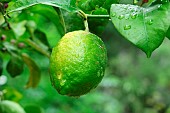 Lemon (Citrus x limon) fruit on tree