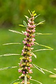 Siberian motherwort (Leonurus sibiricus)