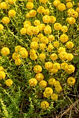 Rosemary Santolina (Santolina rosmarinifolia)