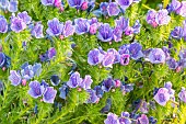 Purple Viper Bugloss (Echium plantagineum) Blue Bedder